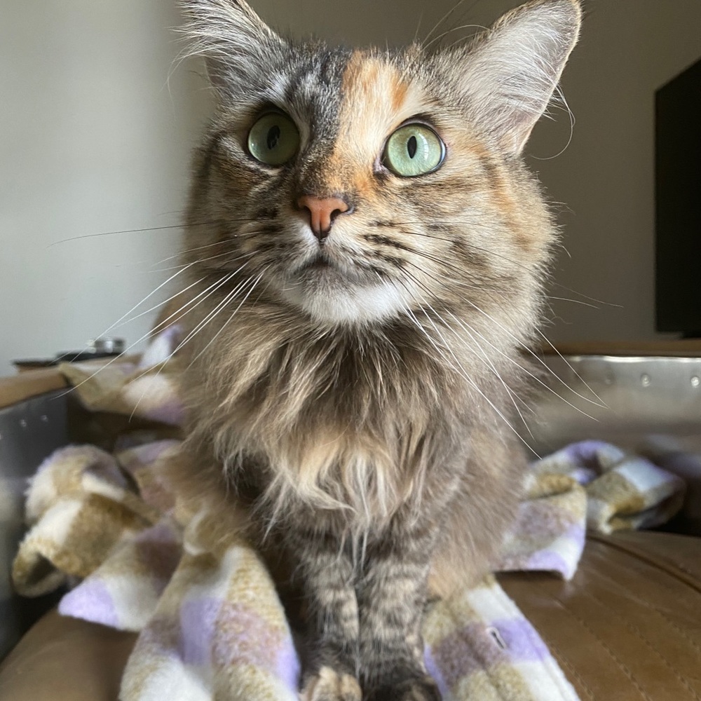 🛍 $5 𝐅𝐥𝐚𝐬𝐡 𝐒𝐚𝐥𝐞 🛍 - Picture 2 of 2